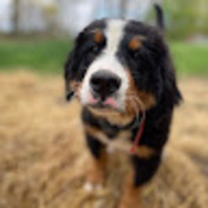 Meet your Posher, Aiden